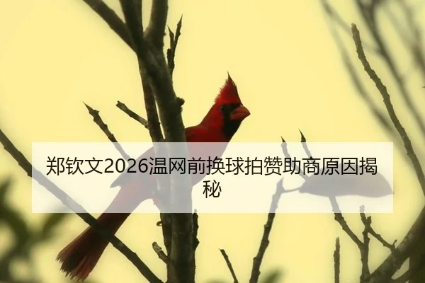 郑钦文2026温网前换球拍赞助商原因揭秘